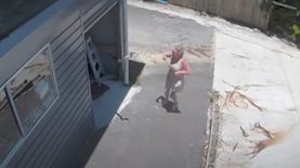 נחש הפיתון קופץ לעבר בעלת הבית, צילום: מרחבי הרשת